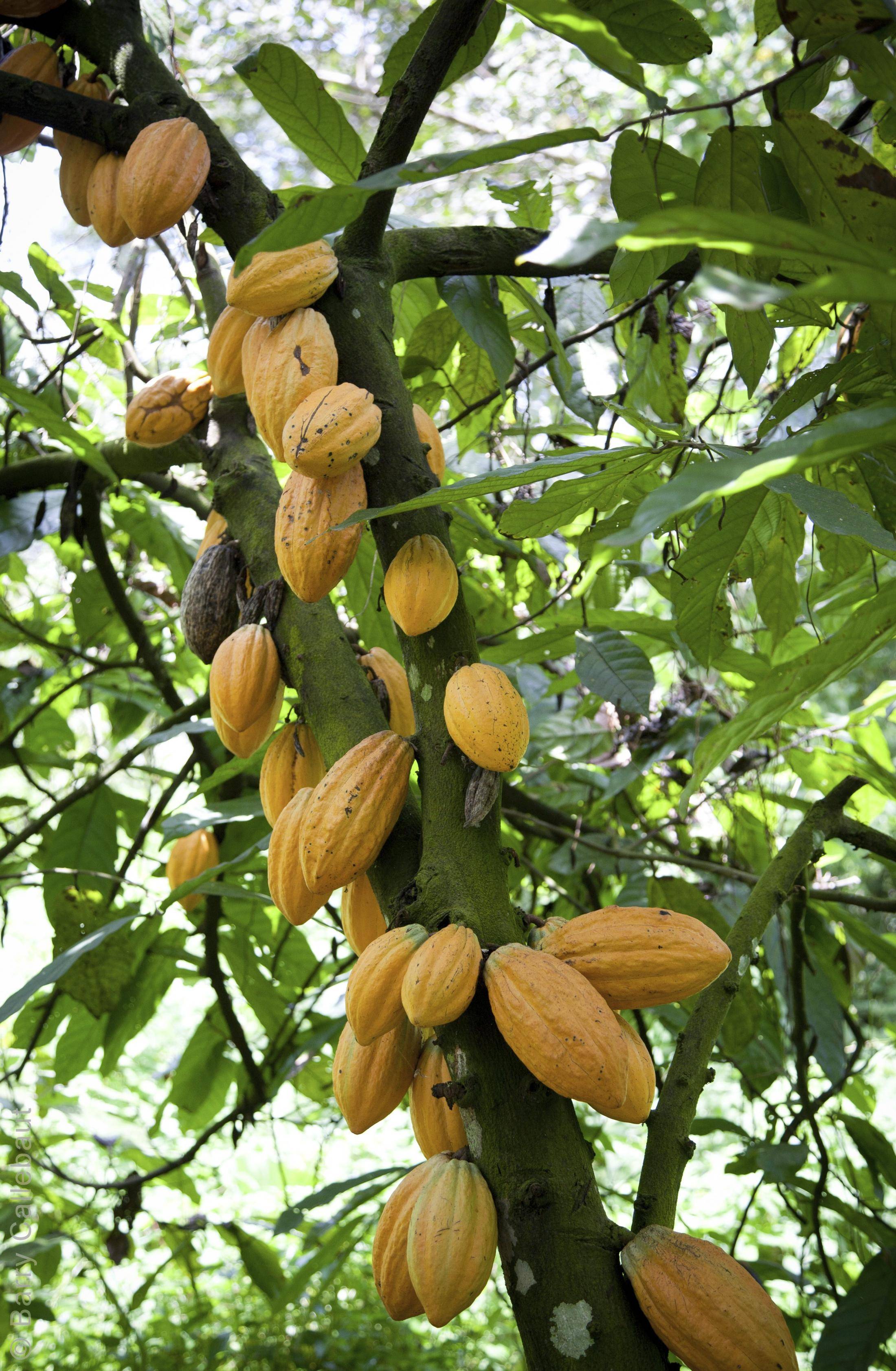 From cocoa to chocolate